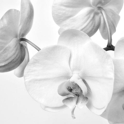 Simply Orchids 1 White Modern Wood Framed Art Print with Double Matting by Poinski, Dianne