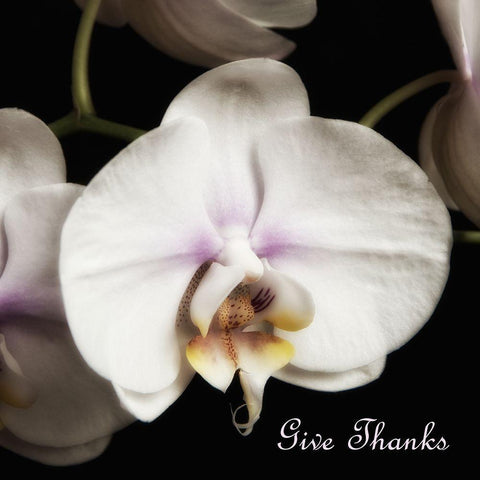 Give Thanks Orchids Black Modern Wood Framed Art Print with Double Matting by Poinski, Dianne