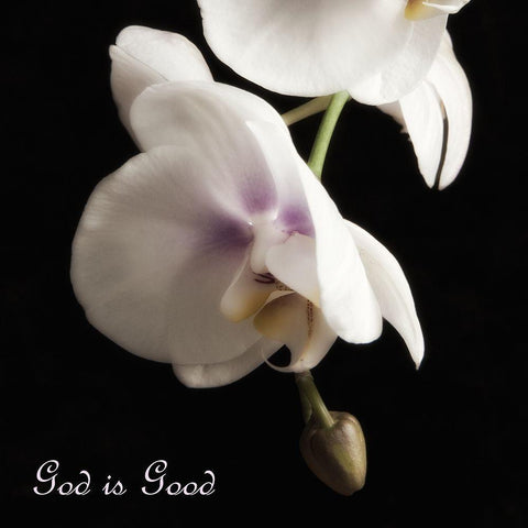 Good Orchids White Modern Wood Framed Art Print by Poinski, Dianne