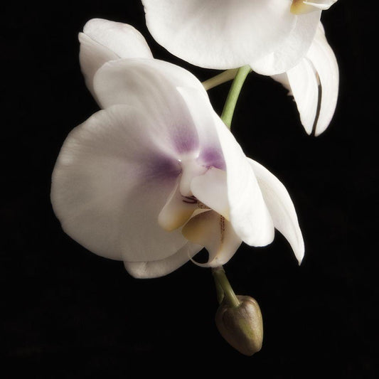 Image Only