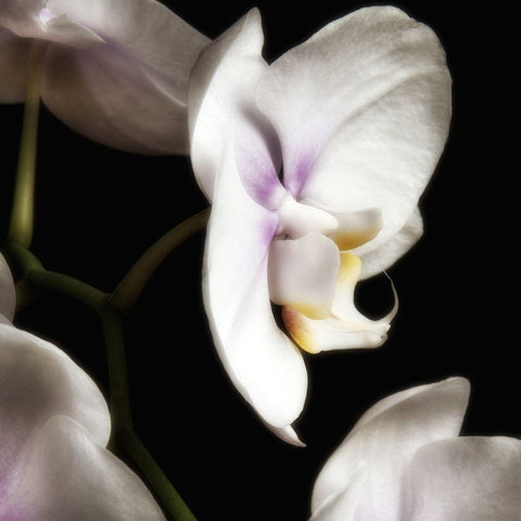 Delicate White Orchids 3 White Modern Wood Framed Art Print by Poinski, Dianne