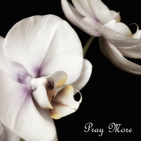 Pray Orchids Black Modern Wood Framed Art Print with Double Matting by Poinski, Dianne