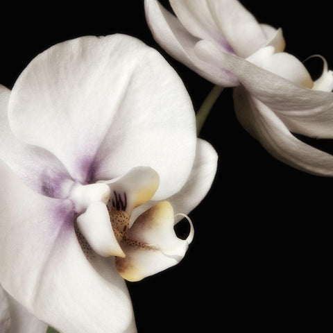 Delicate White Orchids 4 Black Modern Wood Framed Art Print with Double Matting by Poinski, Dianne