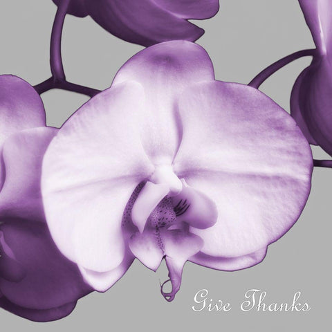 Thankful Orchids Gold Ornate Wood Framed Art Print with Double Matting by Poinski, Dianne