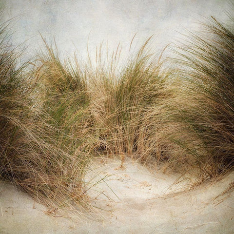 Beach Grasses 1 White Modern Wood Framed Art Print with Double Matting by Poinski, Dianne