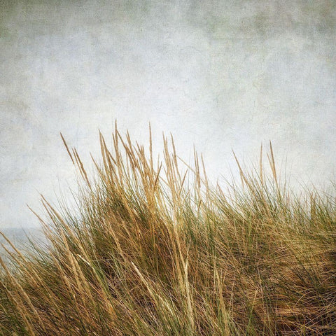 Beach Grasses 3 White Modern Wood Framed Art Print by Poinski, Dianne