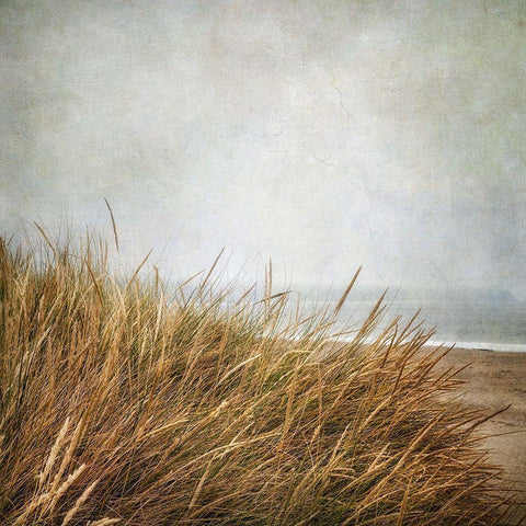 Beach Grasses 4 White Modern Wood Framed Art Print with Double Matting by Poinski, Dianne