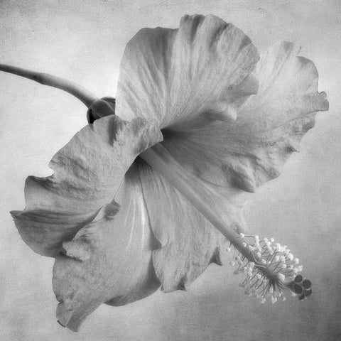 Black and White Hibiscus 2 White Modern Wood Framed Art Print by Poinski, Dianne