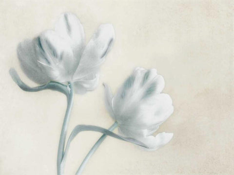 Blue Ivory Blossom 2 White Modern Wood Framed Art Print with Double Matting by Poinski, Dianne