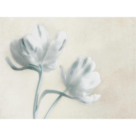 Blue Ivory Blossom 2 Gold Ornate Wood Framed Art Print with Double Matting by Poinski, Dianne