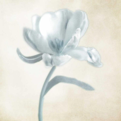 Blue Ivory Blossom 1 White Modern Wood Framed Art Print by Poinski, Dianne