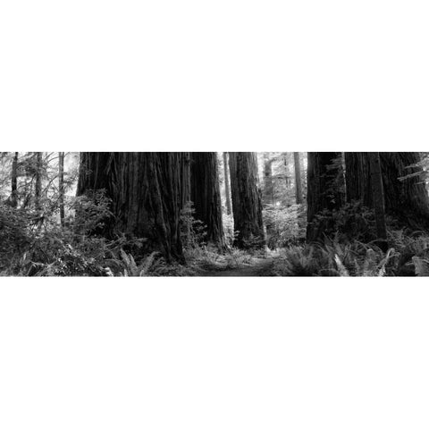 Redwoods Black Modern Wood Framed Art Print with Double Matting by Rowland, Joseph