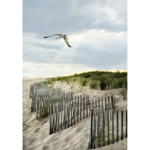 Dawning Seagull and Godbeams Black Modern Wood Framed Art Print with Double Matting by Rowland, Joseph