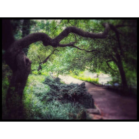 Central Park Tree Black Modern Wood Framed Art Print with Double Matting by Rowland, Joseph