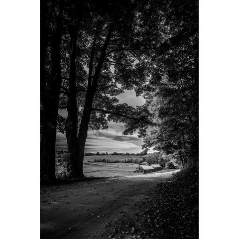 Jenne Farm Tree Tunnel White Modern Wood Framed Art Print by Rowland, Joseph