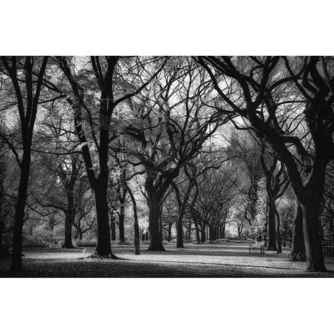 The Mall White Modern Wood Framed Art Print by Rowland, Joseph