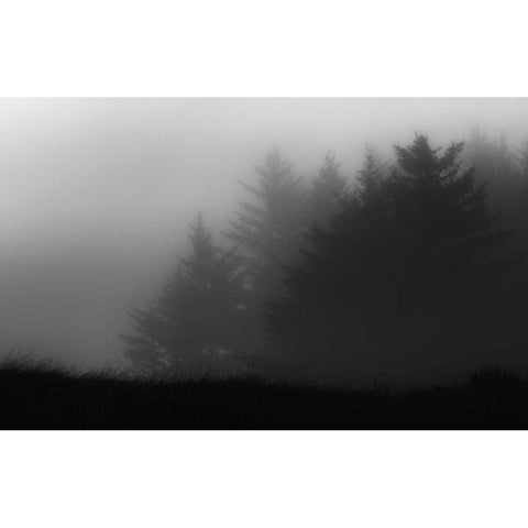 Trees In Fog Black Modern Wood Framed Art Print with Double Matting by Rowland, Joseph