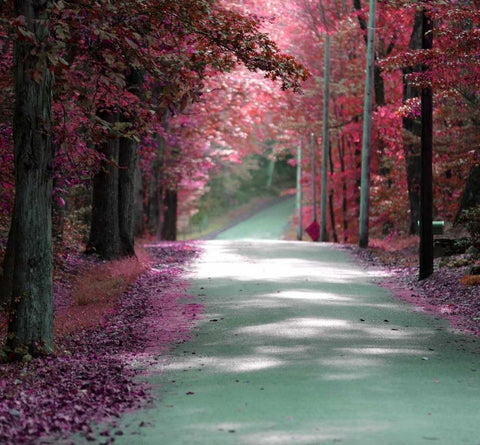 Forest Blush White Modern Wood Framed Art Print with Double Matting by De Carvalho, Sandro