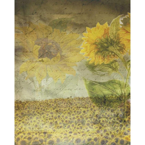 Dear Sunflower Field Black Modern Wood Framed Art Print with Double Matting by Haynes, Smith