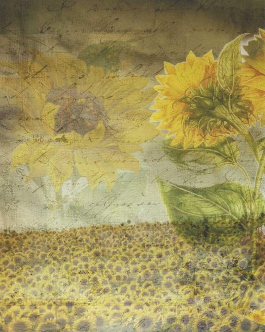 Image Only