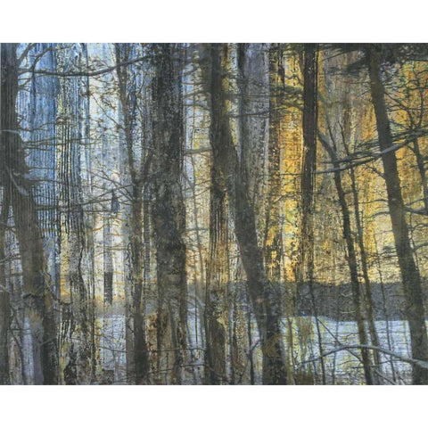 Sunshine Through The Limbs 1 White Modern Wood Framed Art Print by Haynes, Smith
