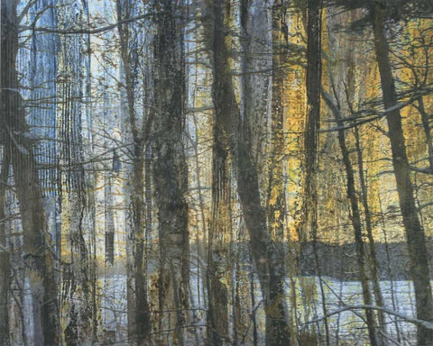 Sunshine Through The Limbs 1 White Modern Wood Framed Art Print with Double Matting by Haynes, Smith