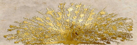 Ivory Coast Peacock Black Ornate Wood Framed Art Print with Double Matting by Lewis, Sheldon