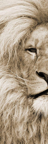 Left Eyed White Modern Wood Framed Art Print with Double Matting by Lewis, Sheldon