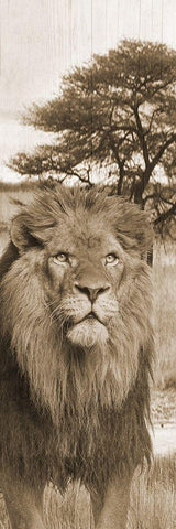 Jungle King 2 Black Ornate Wood Framed Art Print with Double Matting by Lewis, Sheldon