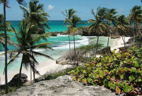 Tropical Beauty Black Ornate Wood Framed Art Print with Double Matting by Lewis, Sheldon