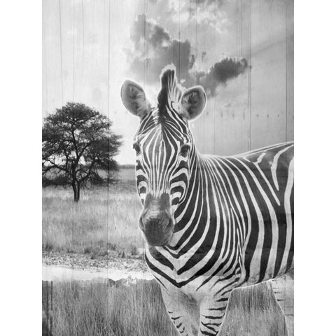 Safari White Modern Wood Framed Art Print by Lewis, Sheldon