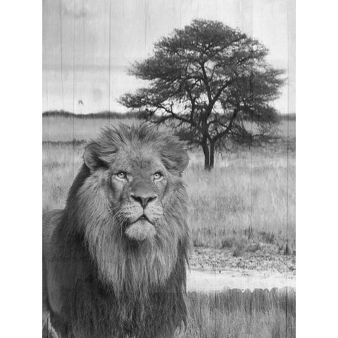 Jungle King White Modern Wood Framed Art Print by Lewis, Sheldon