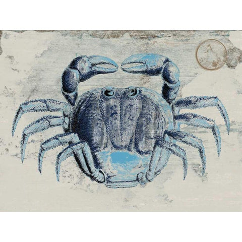 Mysterious Crustacean 2 Black Modern Wood Framed Art Print with Double Matting by Lewis, Sheldon