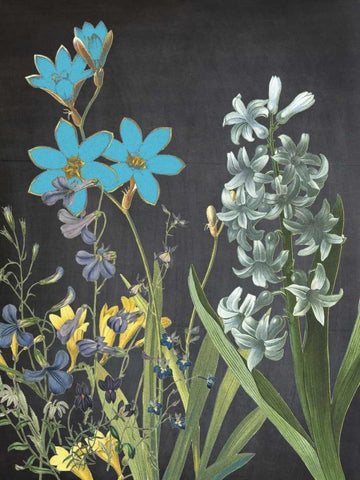 Fresh Meadow Bloom Black Ornate Wood Framed Art Print with Double Matting by Lewis, Sheldon