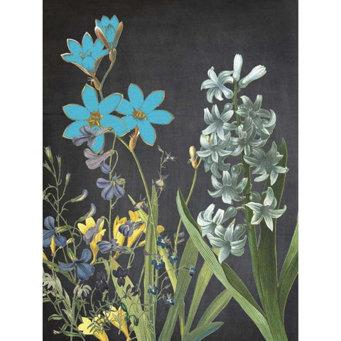Fresh Meadow Bloom Black Modern Wood Framed Art Print with Double Matting by Lewis, Sheldon