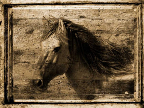 Noble Steed Black Ornate Wood Framed Art Print with Double Matting by Lewis, Sheldon