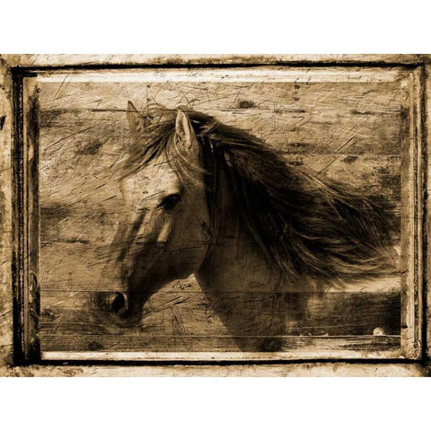 Noble Steed White Modern Wood Framed Art Print by Lewis, Sheldon