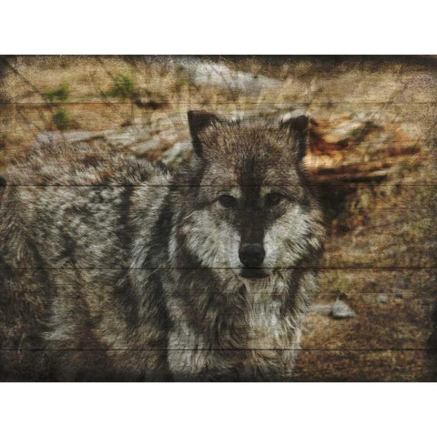 Alfa Wolf Black Modern Wood Framed Art Print by Lewis, Sheldon