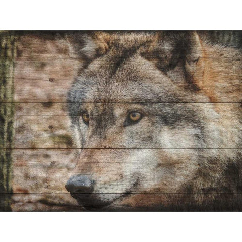 Alfa Wolf 2 Gold Ornate Wood Framed Art Print with Double Matting by Lewis, Sheldon