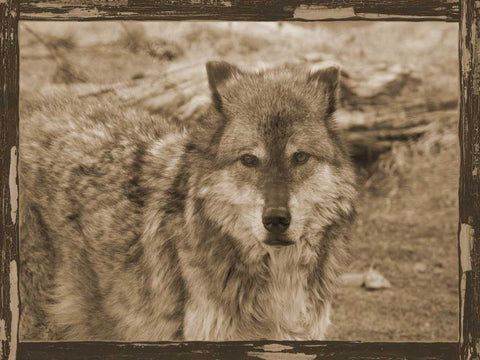 Wild Heart Black Ornate Wood Framed Art Print with Double Matting by Lewis, Sheldon