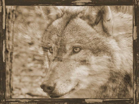 Wild Heart 2 Black Ornate Wood Framed Art Print with Double Matting by Lewis, Sheldon