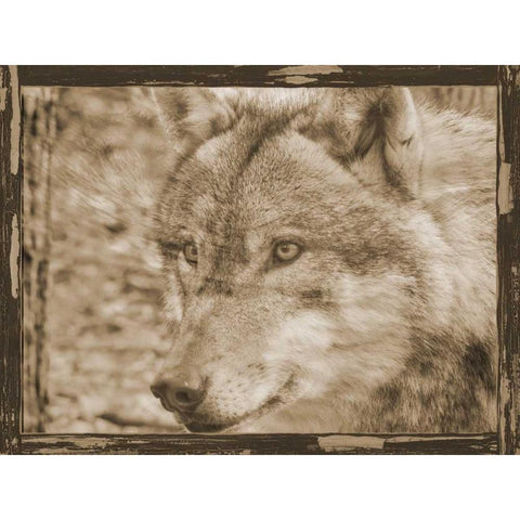 Wild Heart 2 Black Modern Wood Framed Art Print with Double Matting by Lewis, Sheldon