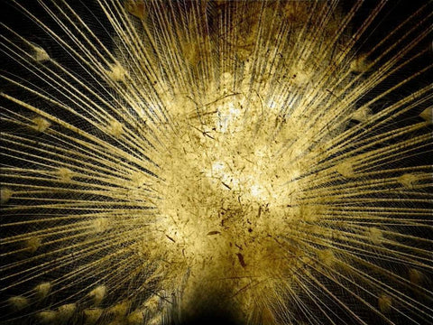 Golden Peacock Black Ornate Wood Framed Art Print with Double Matting by Lewis, Sheldon