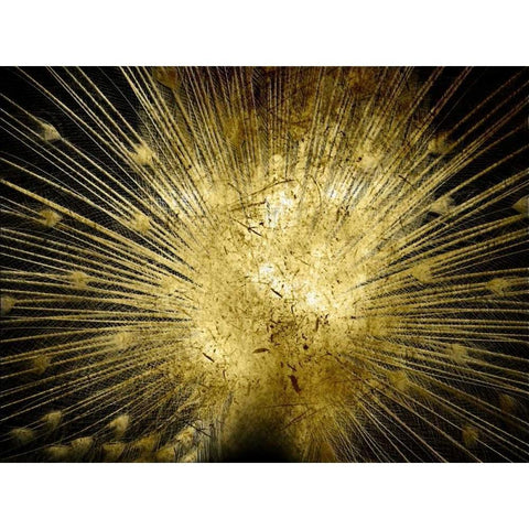 Golden Peacock Black Modern Wood Framed Art Print with Double Matting by Lewis, Sheldon