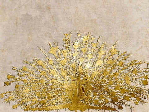 Ivory Coast Peacock White Modern Wood Framed Art Print with Double Matting by Lewis, Sheldon