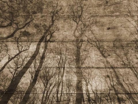 Up Into The Woods White Modern Wood Framed Art Print with Double Matting by Lewis, Sheldon