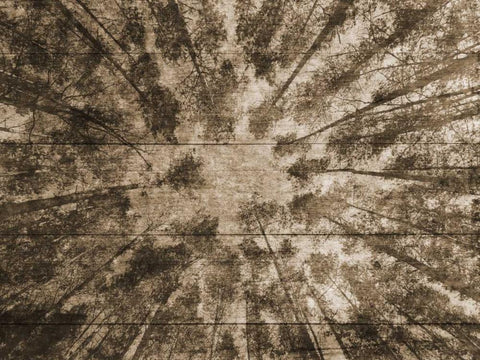 Up Into The Woods 2 Black Ornate Wood Framed Art Print with Double Matting by Lewis, Sheldon