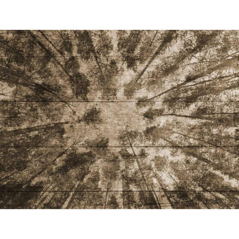 Up Into The Woods 2 Black Modern Wood Framed Art Print with Double Matting by Lewis, Sheldon