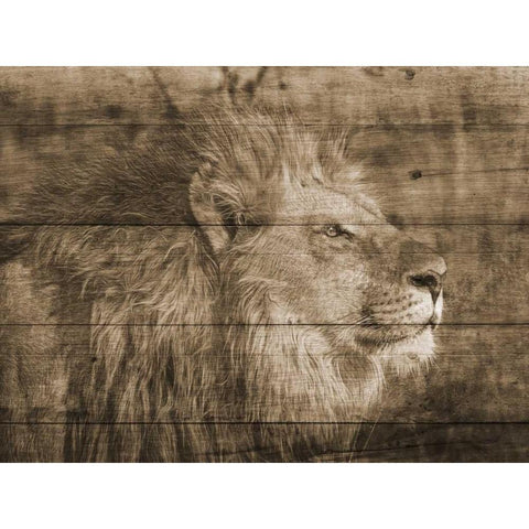 King White Modern Wood Framed Art Print by Lewis, Sheldon