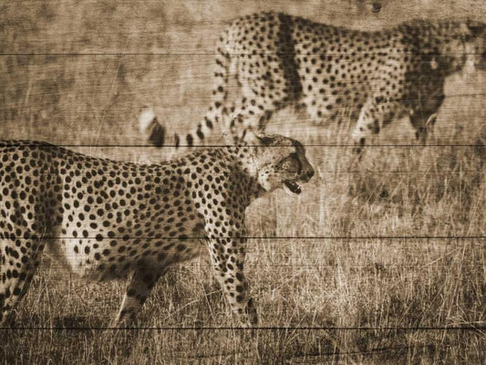Image Only